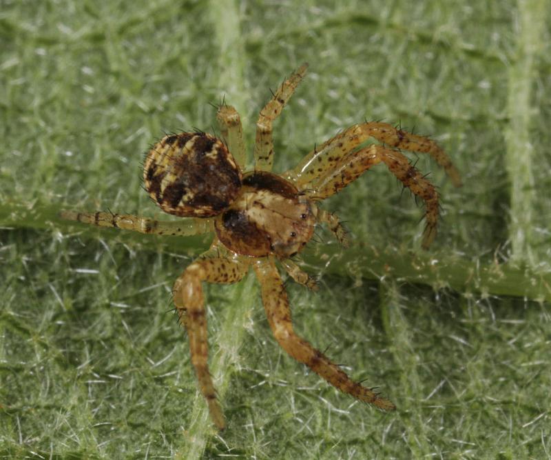 Xysticus_cristatus_D8185_Z_89_Bij afgraving_Nederland.jpg